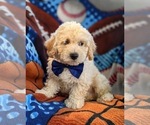 Small Photo #6 Bichpoo-Poodle (Miniature) Mix Puppy For Sale in LINCOLN UNIV, PA, USA
