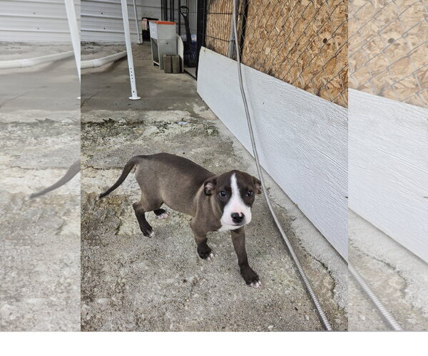 Medium Photo #3 Mutt Puppy For Sale in Tracy City, TN, USA