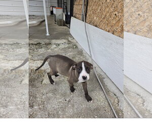 Jam - Female Mutt Dog for Adoption - Photo #3