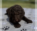 Small Photo #71 Goldendoodle Puppy For Sale in HOWARD CITY, MI, USA