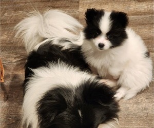 Pomeranian Puppy for sale in MADISON HEIGHTS, VA, USA