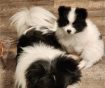 Small Photo #1 Pomeranian Puppy For Sale in MADISON HEIGHTS, VA, USA