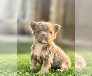 French Bulldog Puppy for sale in OCEAN ISLE BEACH, NC, USA