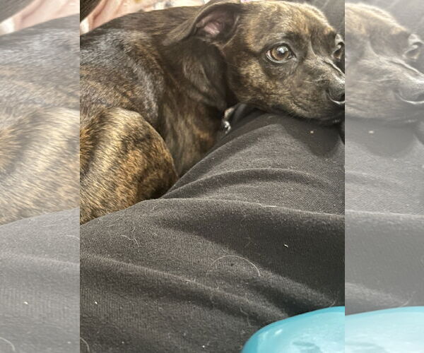 Medium Photo #1 Italian Greyhuahua Puppy For Sale in The Woodlands, TX, USA