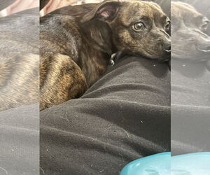Italian Greyhuahua Dogs for adoption in The Woodlands, TX, USA