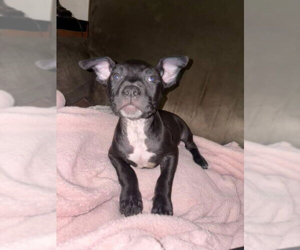 Medium Photo #2 American Pit Bull Terrier Puppy For Sale in Woodland, CA, USA