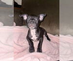 Small #1 American Pit Bull Terrier