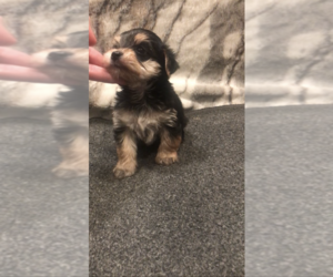 Yorkshire Terrier Puppy for sale in MOUNT CARMEL, PA, USA