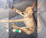 Small #6 Labrador Retriever Mix