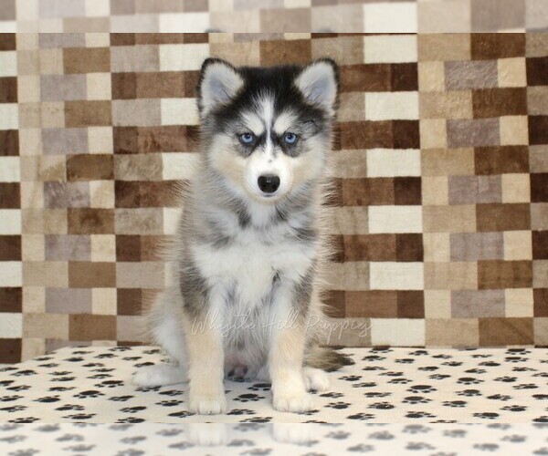 Medium Photo #4 Pomsky Puppy For Sale in DENVER, PA, USA