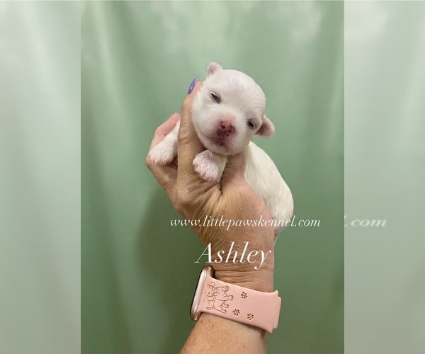 Medium Photo #1 Maltese Puppy For Sale in WINNSBORO, LA, USA