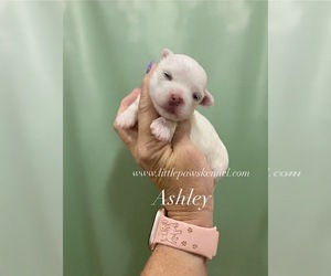 Maltese Puppy for sale in WINNSBORO, LA, USA
