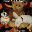 Small Photo #159 Dogo Argentino Puppy For Sale in PINEVILLE, MO, USA