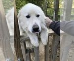 Small Photo #1 Great Pyrenees Puppy For Sale in MOUNT VERNON, IL, USA
