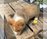 Small Photo #4 Pembroke Welsh Corgi Puppy For Sale in ROCKVILLE, IN, USA
