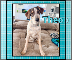 Theo GDP - Male Collie Dog for Adoption - Photo #2