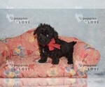 Small #3 Poodle (Toy)
