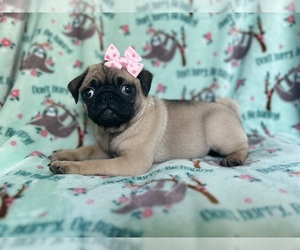 Pug Puppy for sale in LAKELAND, FL, USA