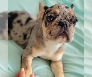 Medium French Bulldog