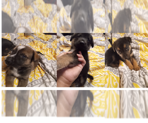 Alaskan Husky-German Shepherd Dog Mix Puppy for sale in SANDIA, TX, USA