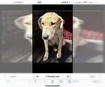 Small #1 American Staffordshire Terrier-Labrador Retriever Mix