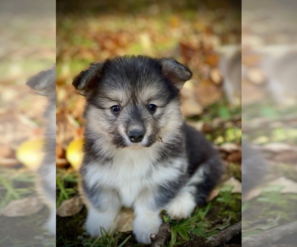 Medium Photo #4 Pembroke Welsh Corgi Puppy For Sale in WOODLAND, WA, USA