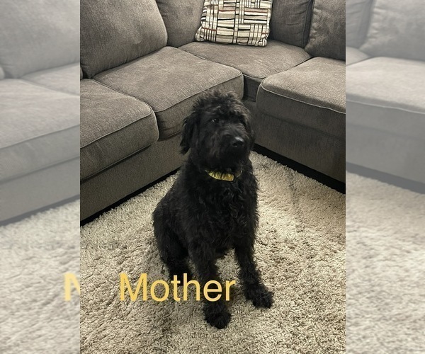 Medium Photo #1 Labradoodle Puppy For Sale in CANTON, OH, USA