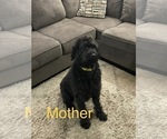 Small Photo #1 Labradoodle Puppy For Sale in CANTON, OH, USA