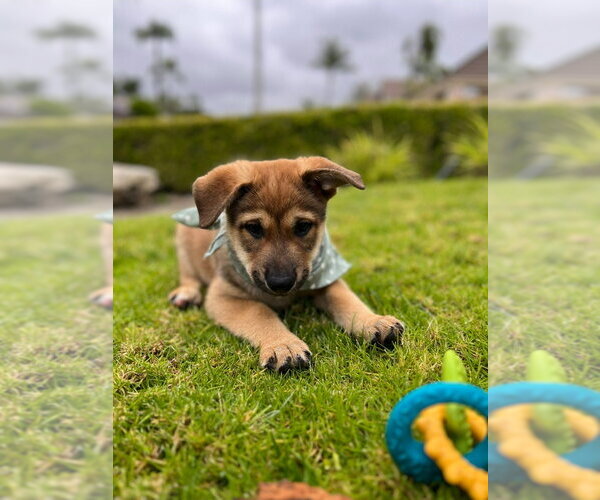 Medium Photo #8 Mutt Puppy For Sale in Lake Forest, CA, USA