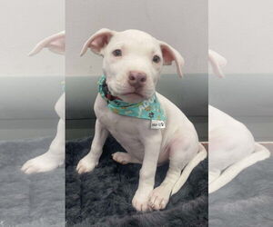 American Pit Bull Terrier-Unknown Mix Dogs for adoption in Des Moines, IA, USA