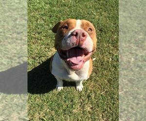 Mutt Dogs for adoption in Grovetown, GA, USA