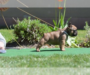 French Bulldog Puppy for Sale in Budapest, Budapest Hungary