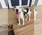 Small #10 Mutt