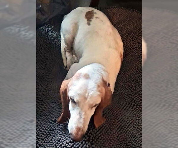 Medium Photo #6 Basset Hound Puppy For Sale in Deepwater, NJ, USA