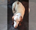 Small #5 Basset Hound