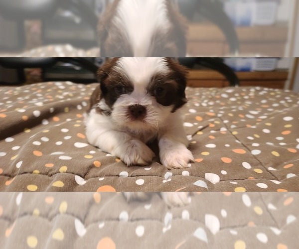 Medium Photo #20 Shih Tzu Puppy For Sale in BELLEVILLE, MI, USA