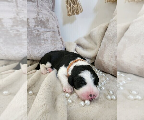 Medium Photo #64 Sheepadoodle Puppy For Sale in LEHI, UT, USA