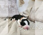 Small #10 Sheepadoodle