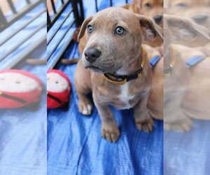 American Pit Bull Terrier-American Staffordshire Terrier Mix Dogs for adoption in Holly Springs, NC, USA
