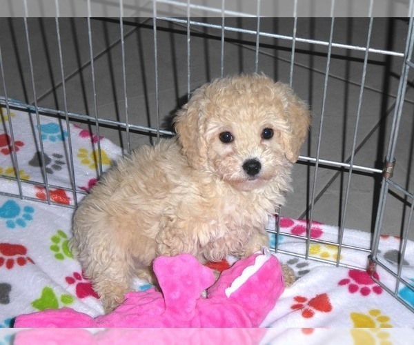 Medium Photo #5 Poodle (Miniature) Puppy For Sale in ORO VALLEY, AZ, USA