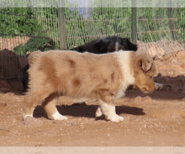 Medium Photo #21 Miniature Australian Shepherd Puppy For Sale in WITTMANN, AZ, USA