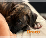 Puppy Draco American Bully-Boxer Mix