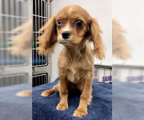 Medium Photo #4 Cavalier King Charles Spaniel Puppy For Sale in Lincolnwood, IL, USA