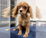 Small #3 Cavalier King Charles Spaniel