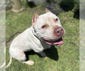 American Pit Bull Terrier Dogs for adoption in Virginia Beach, VA, USA