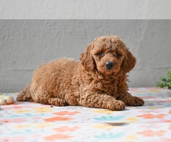 Medium Photo #3 Poodle (Miniature) Puppy For Sale in MILLERSBURG, OH, USA