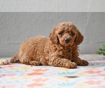 Small #2 Poodle (Miniature)