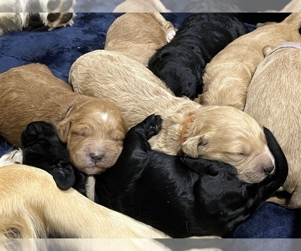 Medium Photo #5 Goldendoodle Puppy For Sale in GUTHRIE, OK, USA