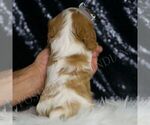 Small Photo #8 Cavalier King Charles Spaniel Puppy For Sale in WARSAW, IN, USA
