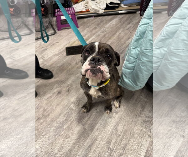 Medium Photo #1 Bull-Boxer Puppy For Sale in Woodbury, MN, USA